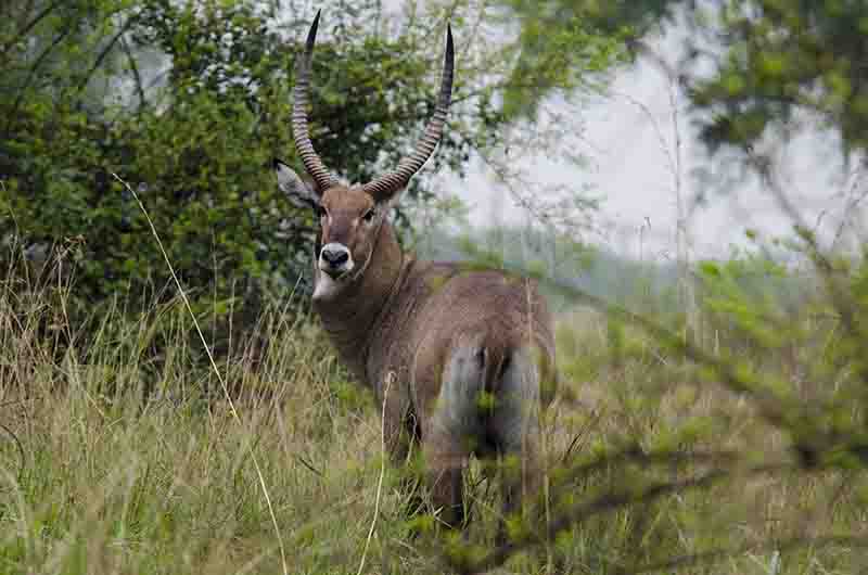 Antílope de Agua - parque nacional Queen Elizabeth - Uganda 1.jpg